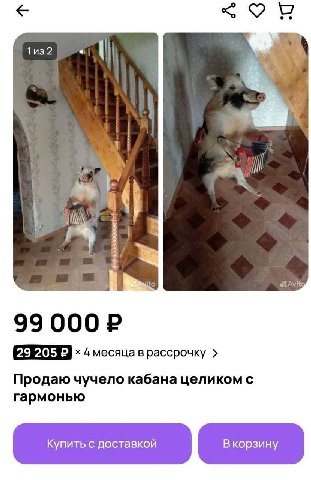 OF 2 i 4 месяца в рассрочку Продаю чучело кабана целиком с гармонью