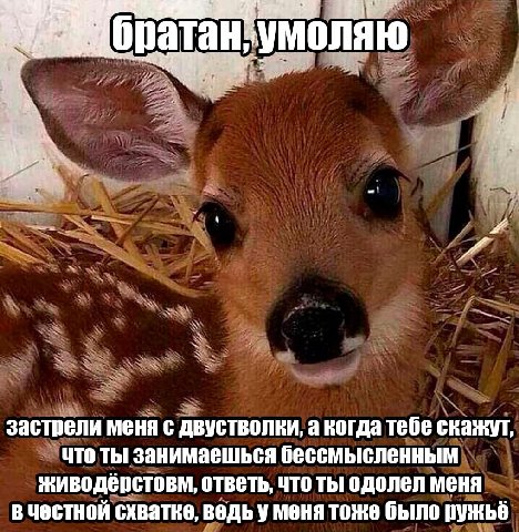 бра тан Умоляю застрели меня с двустволки, а когда тебе скажут, что ты занимаешься бессмысленным живодёрстовм, ответь, что ты одолел меня в честной схватке, ведь у меня тоже было ружьё