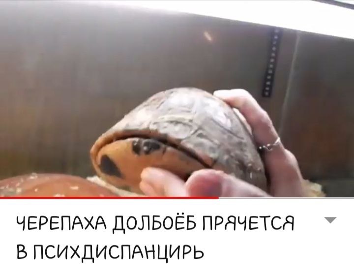 #2 ЧЕРЕПАХА ДОЛБОЁБ ПРАЧЕТСЯ В ПСИХДИСПАНЦИРЬ