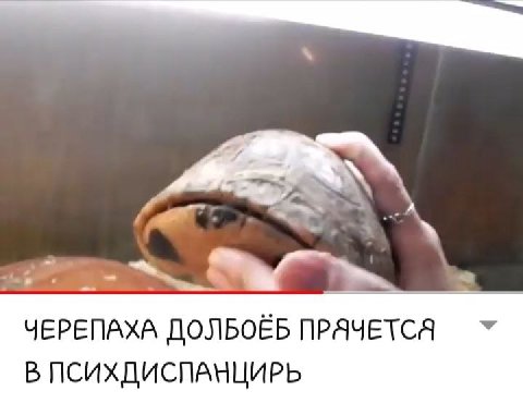 #2 ЧЕРЕПАХА ДОЛБОЁБ ПРАЧЕТСЯ В ПСИХДИСПАНЦИРЬ