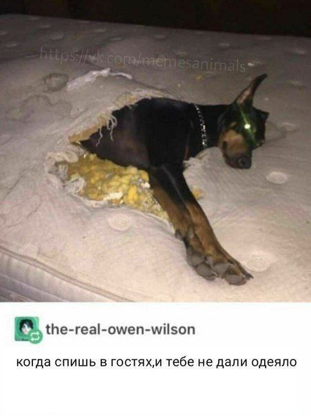 the-real-owen-wilson когда спишь в тебе не дали одеяло