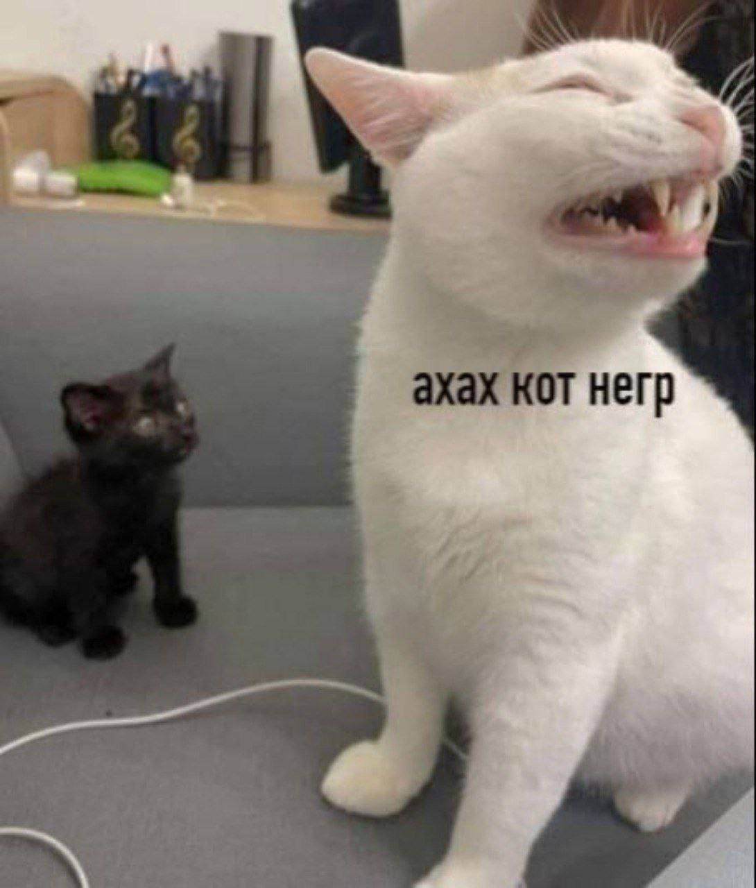 4, ахах кот негр cmt
