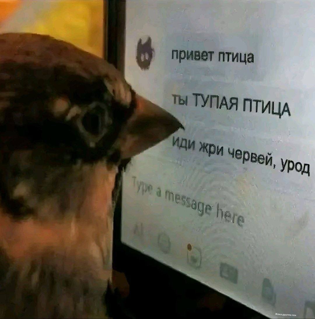 6 привет птица ТУПАЯ ПТИЦА ИДИ жри Червей, Урод