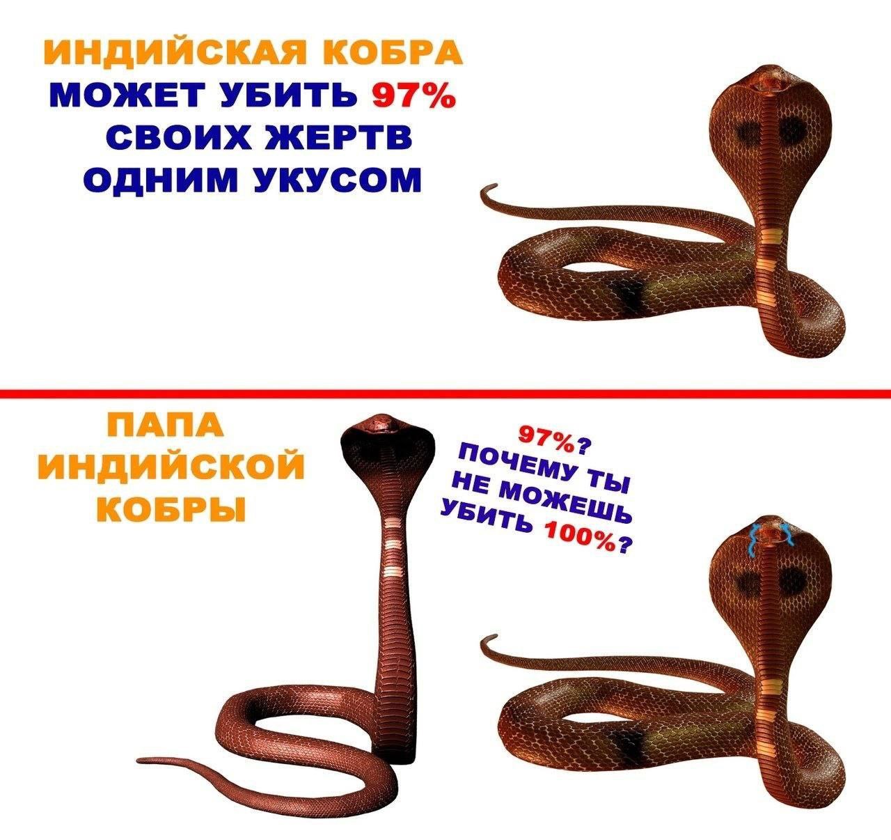 ИНДИЙСКАЯ КОБРА МОЖЕТ УБИТЬ 97% СВОИХ ЖЕРТВ ОДНИМ УКУСОМ led del” ПОЧЕМУ”