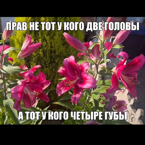 „ПРАВ НЕТОТУ КОГО ДВЕГОЛОВЫ 4 $4 и 1 АТОТУКОГО ЧЕТЫРЕ ГУБЫ.