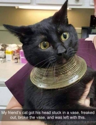 a cat got his head stuck in a vase, freaked out, broke the vase, and was left with this.