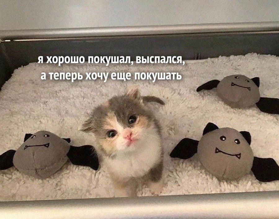 Я хорошо покушал, выспался, атеперь хочу еще покушать