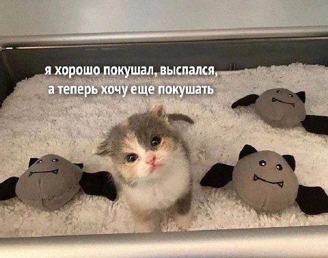 Я хорошо покушал, выспался, атеперь хочу еще покушать
