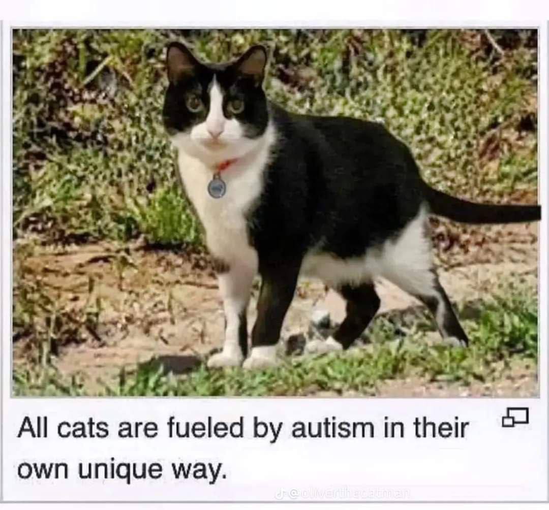 4, у All cats are fueled autism in their own unique way.