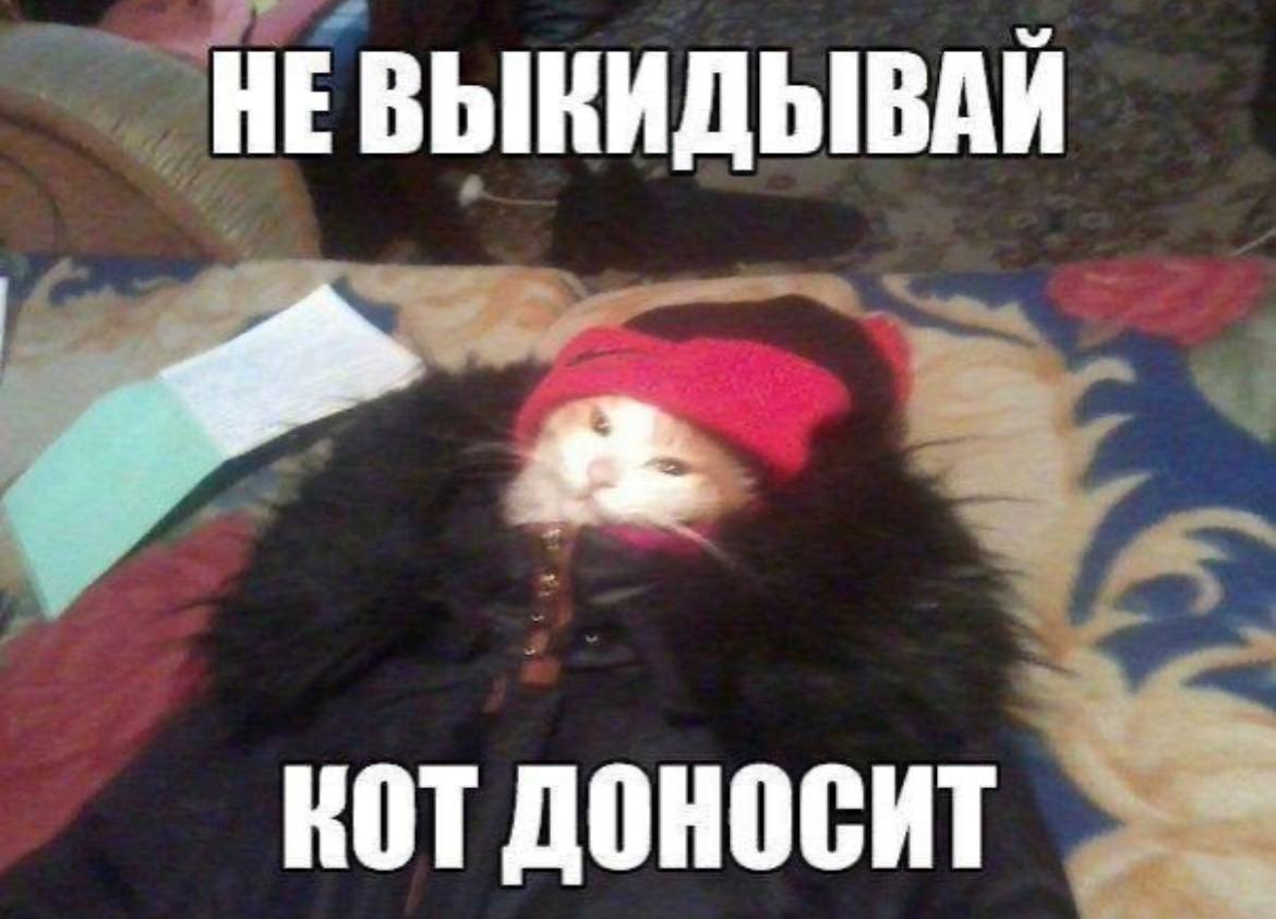 НЕВЫКИДЫВАЙ кот доносит