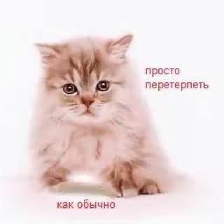 понедельник