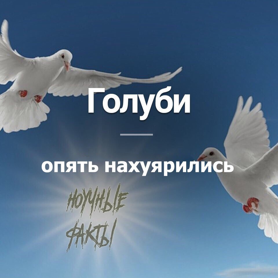 Голуби опять нахуярились