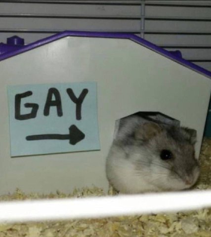 GAY у 5