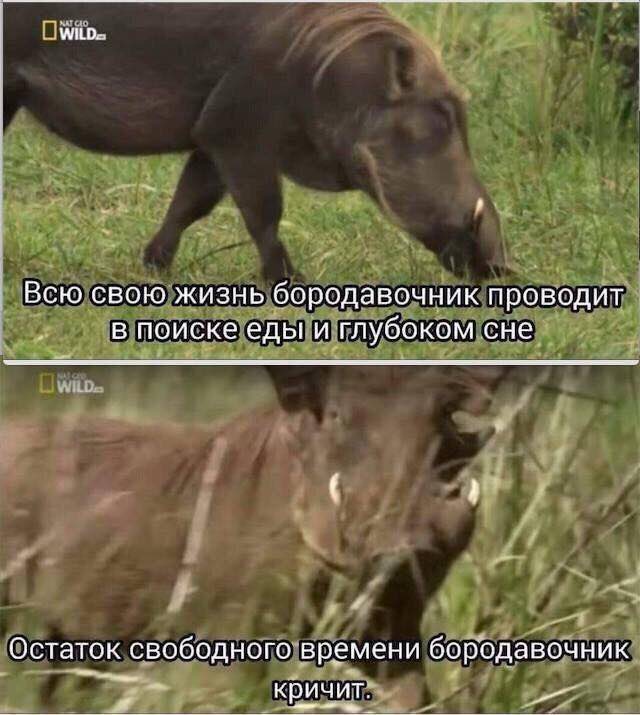 Всю свою жизнь бородавочник проводит в поиске еды и глубоком сне Остаток свободного времени бородавочник кричит.