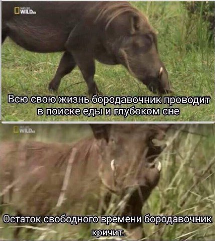 Всю свою жизнь бородавочник проводит в поиске еды и глубоком сне Остаток свободного времени бородавочник кричит.