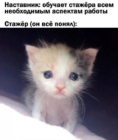 Наставник: обучает стажёра всем необходимым аспектам работы Стажёр (он всё понял):