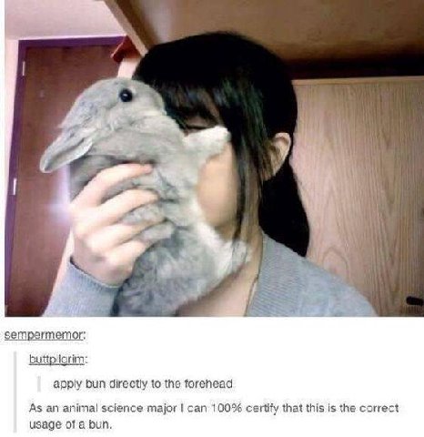 И а 7 9 gar у а sempermemor: buttpilgrim: apply bun directly to the forehead As an animal science major can 100% certify that this is the correct usage of a bun.