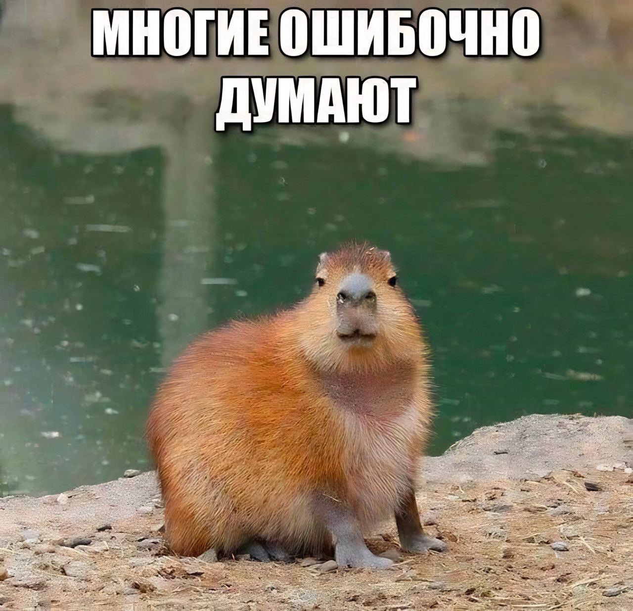 МНОГИЕ ОШИБОЧНО ДУМАЮТ