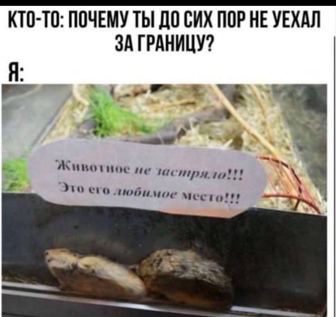КТО-ТО: ПОЧЕМУ ТЫ ДО СИХ ПОР НЕ УЕХАЛ ЗА ГРАНИЦУ? Животное Это его