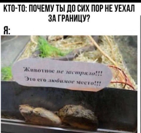 КТО-ТО: ПОЧЕМУ ТЫ ДО СИХ ПОР НЕ УЕХАЛ ЗА ГРАНИЦУ? Животное Это его