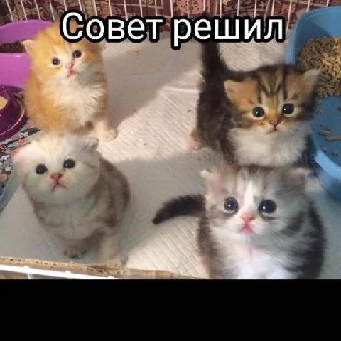 Совет папищеков об атпищеках
