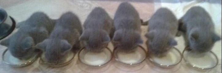 наш чат