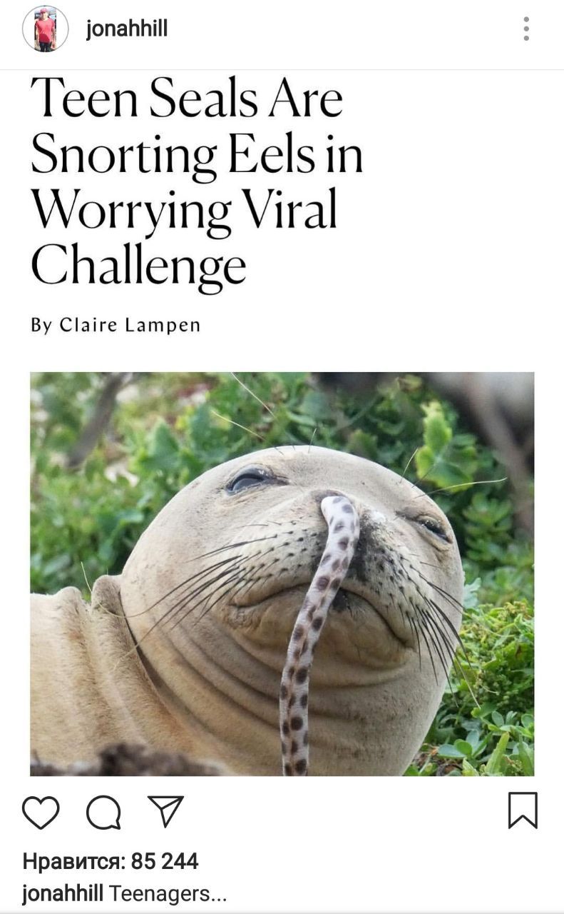 Teen Seals Are Snorting Eels in Worrying Viral Challenge Claire Lampen A Нравится: 85 244 jonahhill Teenagers...