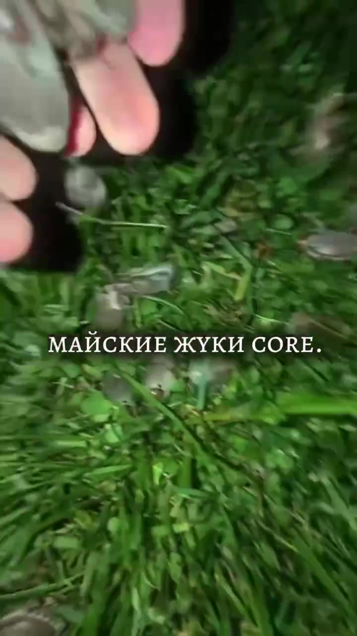 видео из интернета.

снято, вероятно, тогда же, когда я наблюдал их роение — этим летом.