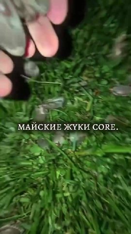 видео из интернета.

снято, вероятно, тогда же, когда я наблюдал их роение — этим летом.