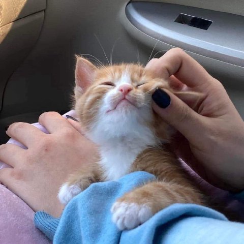 he