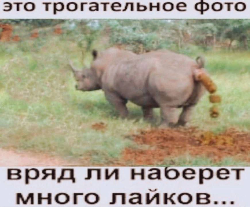 это трогател ьное Фото вряд ли на ерет много лайков...