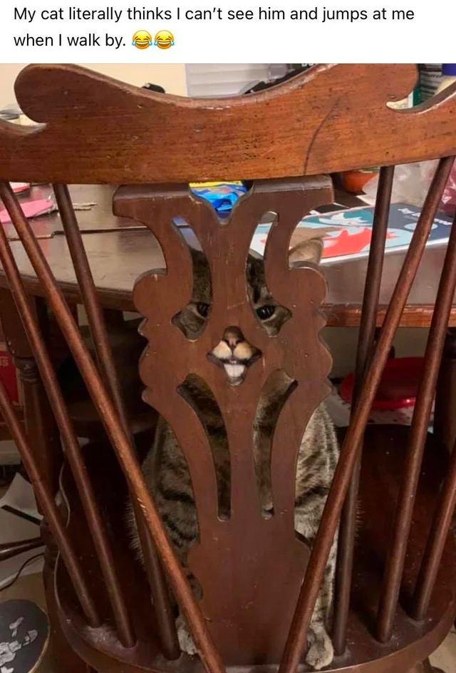 My cat literally thinks can’t see him and jumps at when walk и”