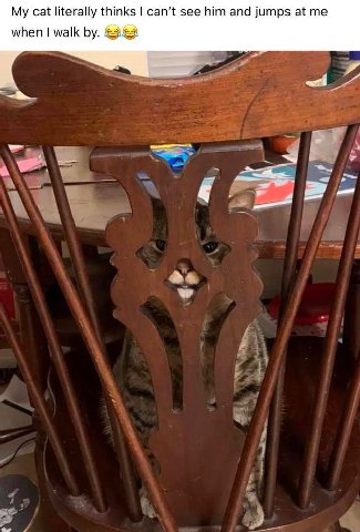 My cat literally thinks can’t see him and jumps at when walk и”