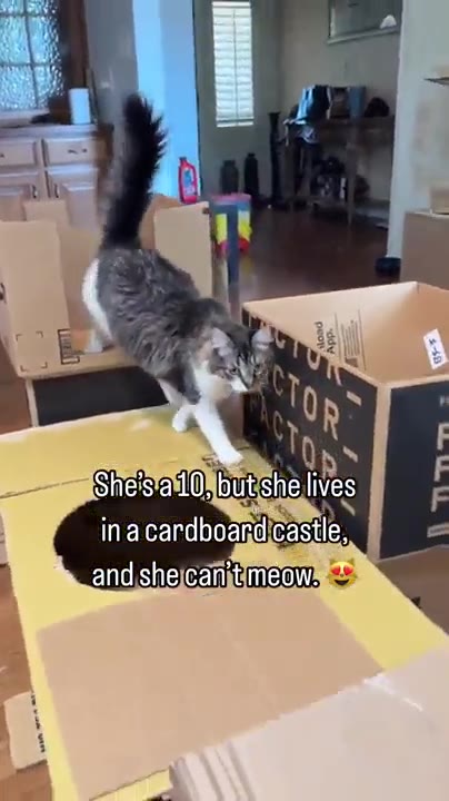 Sheisfail Ohbutishellives in'acardboard castle, апаснесай тесла с. Shesial0! but shellives inacardboand{castie) ina candboand(castles