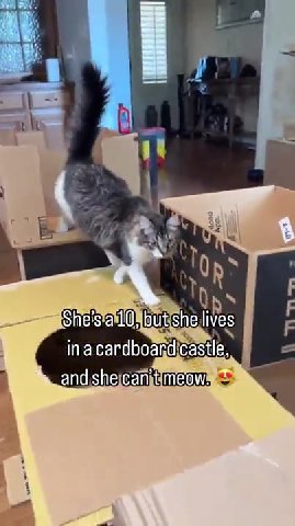 Sheisfail Ohbutishellives in'acardboard castle, апаснесай тесла с. Shesial0! but shellives inacardboand{castie) ina candboand(castles