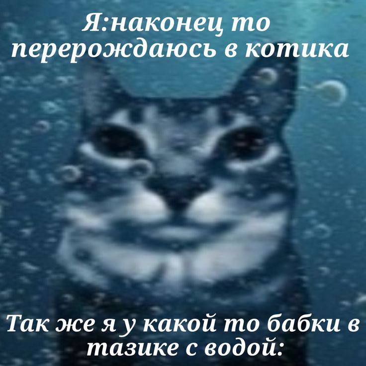 Я:наконеи то перерождаюсь в котика Так же я у какой то бабки в тазике с водои: