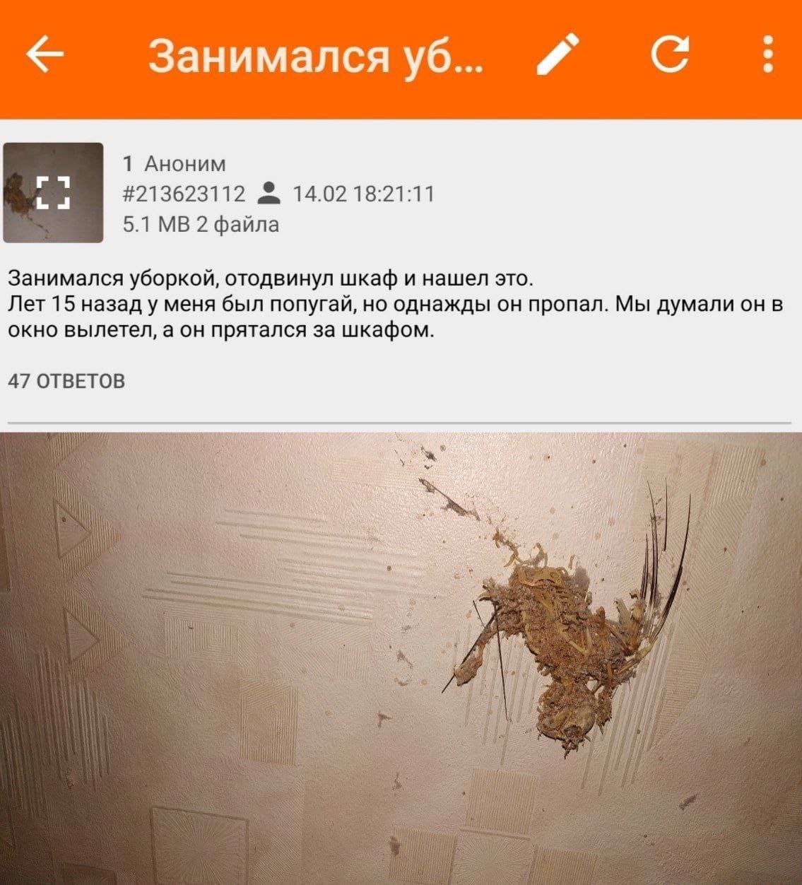 Занимался С eee 1 Аноним #213623112 14.02 18:21:11 5.1 2 файла Занимался уборкой, отодвинул шкаф и нашел это. Лет 15 назад у меня был попугай, но однажды он пропал. Мы думали он в окно вылетел, а он п