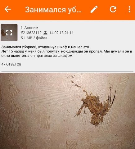 Занимался С eee 1 Аноним #213623112 14.02 18:21:11 5.1 2 файла Занимался уборкой, отодвинул шкаф и нашел это. Лет 15 назад у меня был попугай, но однажды он пропал. Мы думали он в окно вылетел, а он п