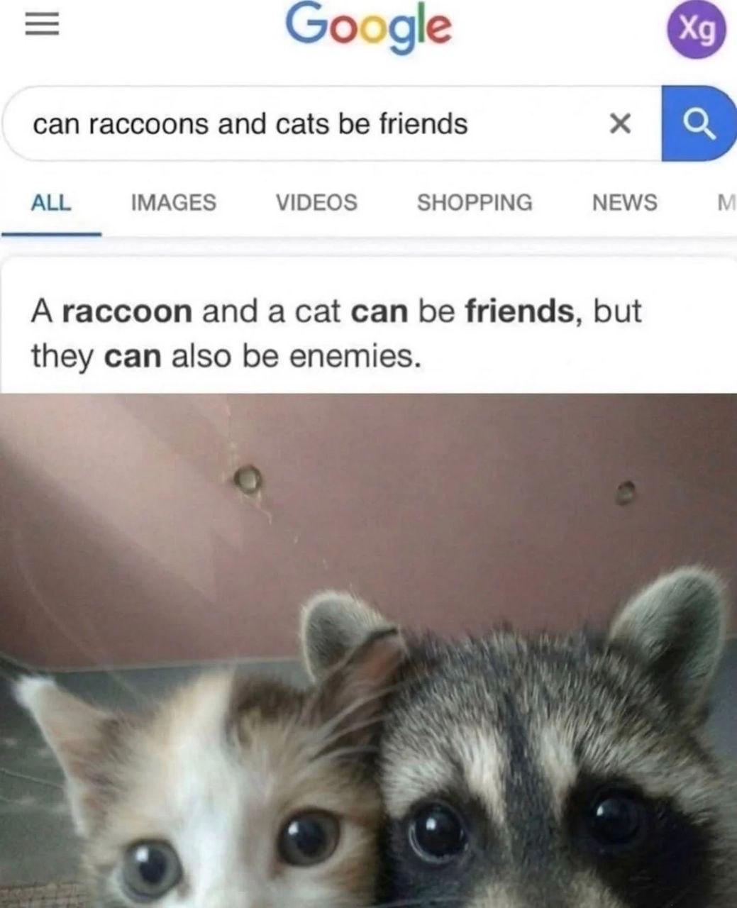 Google can raccoons and cats be friends ALL IMAGES VIDEOS SHOPPING NEWS A raccoon and a cat can be friends, but they can also be enemies.