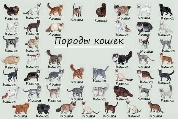 Кощка i Кошка Кошка Кошка Кошка Кощка Кощка Кошка Кошка AS, “Породы кошек Кошка Кошка Кошка Кощка Кошка Кощка Кошка Kowka Кошка 4 Кошка Кошка Кошка Кошка Кошка Кошка Кошка