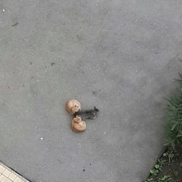О В 4 В О