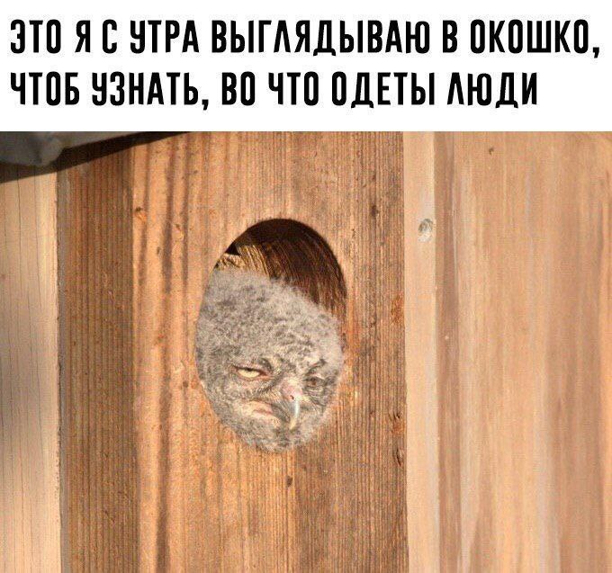 ЭТО УТРА ВЫГЛЯДЫВАЮ В ОКОШКО, ЧТОБ УЗНАТЬ, ВО ЧТО ОДЕТЫ A