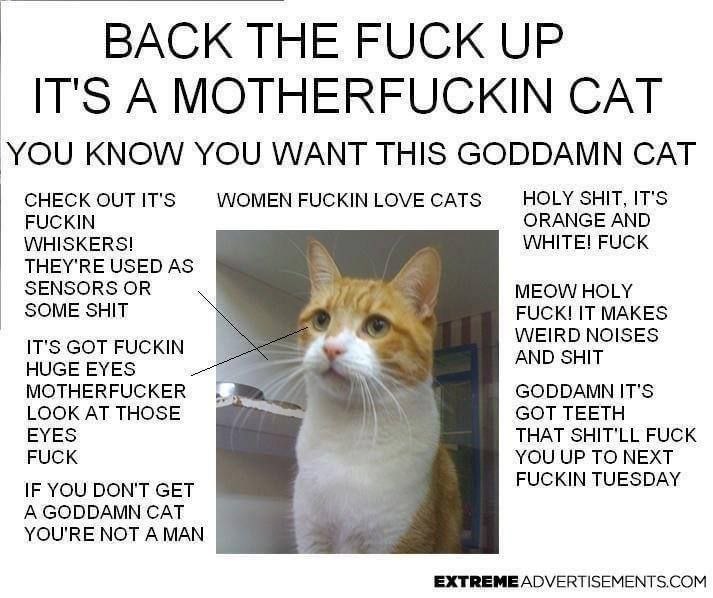 ITS A MOTHERFUCKIN CAT YOU KNOW YOU WANT THIS GODDAMN CAT CHECK HOLY SHIT, IT'S FUCKIN ORANGE AND WHISKERS! WHITE! FUCK THEY'RE USED AS SENSORS OR MEOW HOLY SOME SHIT FUCK! IT MAKES WEIRD NOISES IT'S 