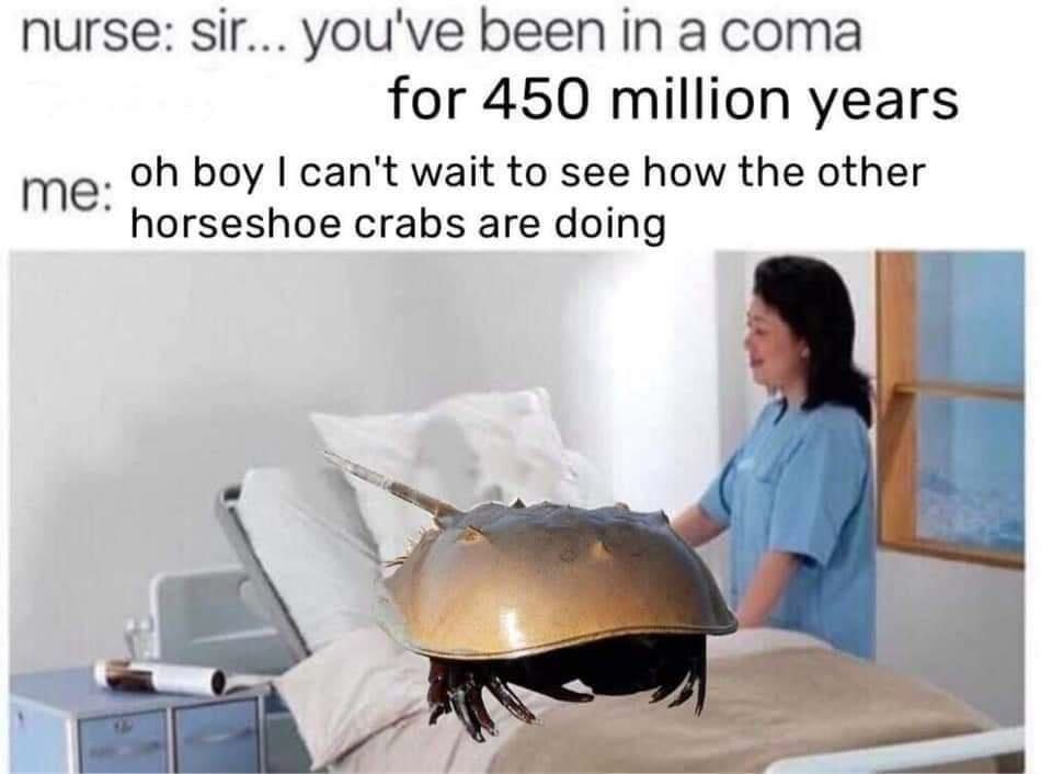 nurse: sir... you've been in а coma for 450 million years me: boy can't wait to see how the other horseshoe crabs are doing