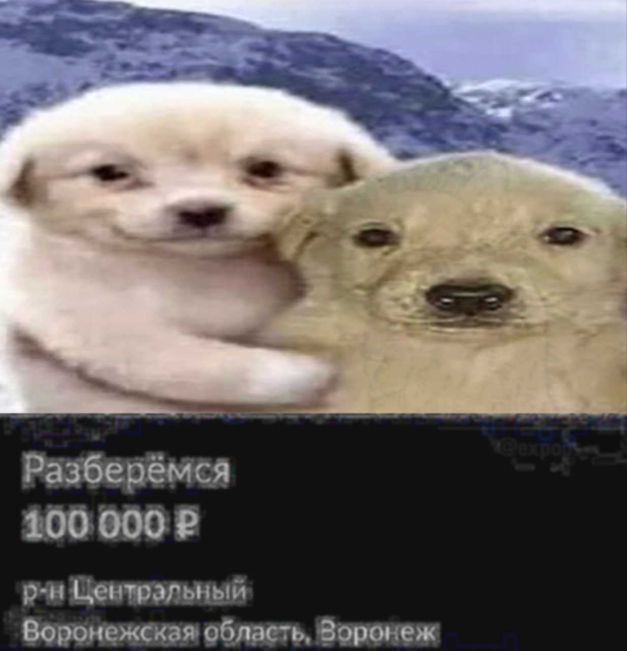 i= a Разберёмся 200 000 Центральный Воронежская область, Воронеж