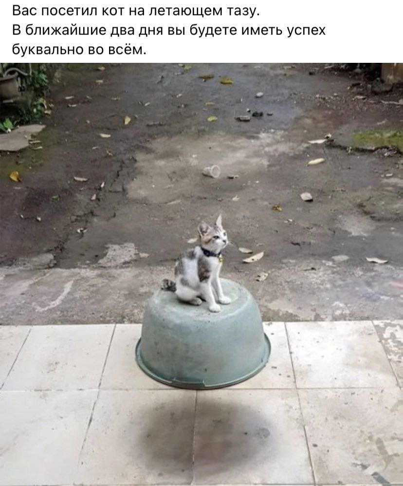 Вас посетил кот на летающем тазу. В ближайшие два дня вы будете иметь успех буквально во всём.