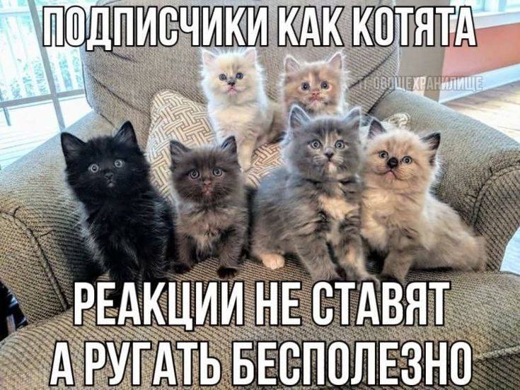 KAK КОТЯТА” РЕАКЦИИ НЕ СТАВЯТ АРУГАТЬ БЕСПОЛЕЗНО.