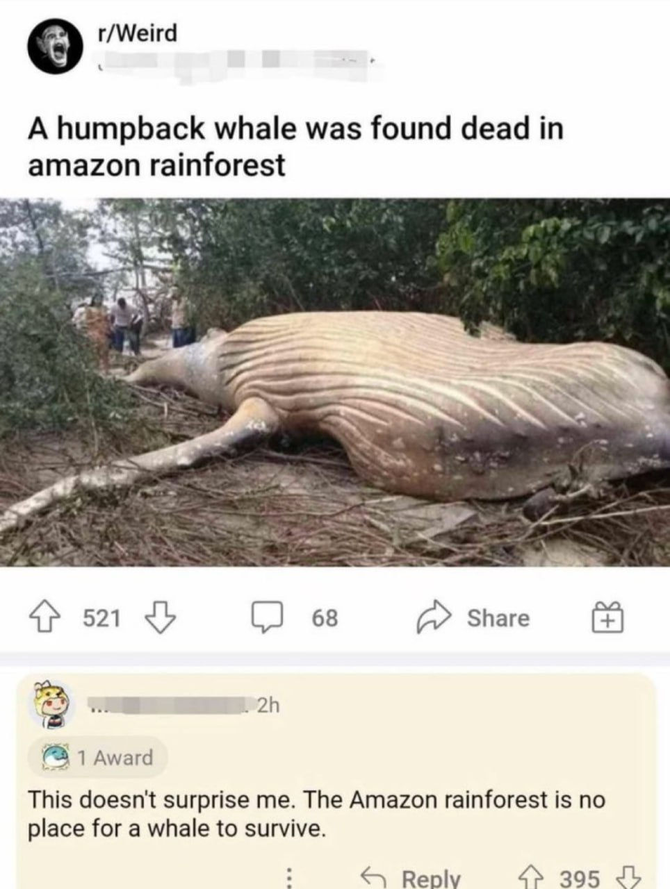 r/Weird A humpback whale was found dead in amazon rainforest 521 68 Share А 1 Award This doesn't surprise me. The Amazon rainforest is по place for a whale to survive. Reply 395