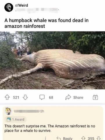 r/Weird A humpback whale was found dead in amazon rainforest 521 68 Share А 1 Award This doesn't surprise me. The Amazon rainforest is по place for a whale to survive. Reply 395