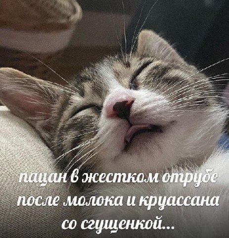 Pes жестком после молока и круассана сгущенкой...